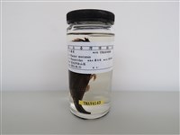 藏品(麻雀)的圖片